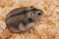 Hamster ruso