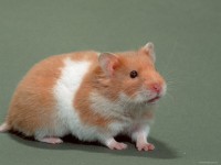 hamster gold